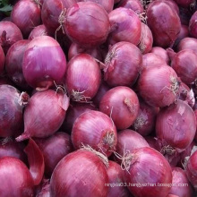 high quality China fresh red onion price